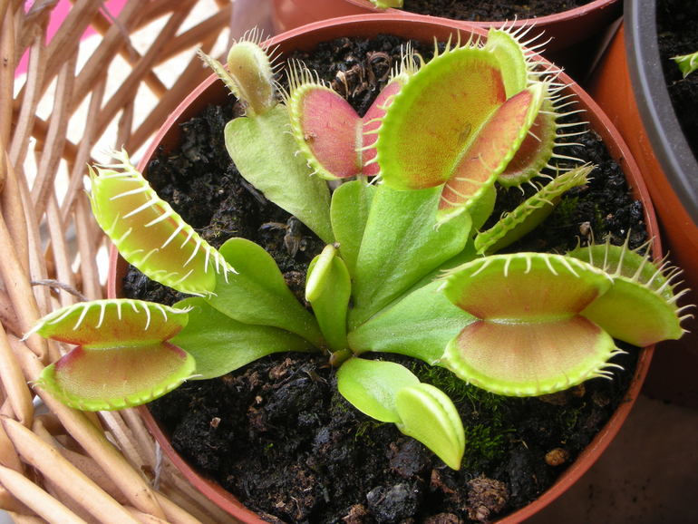 Моё мухоловное стадо.