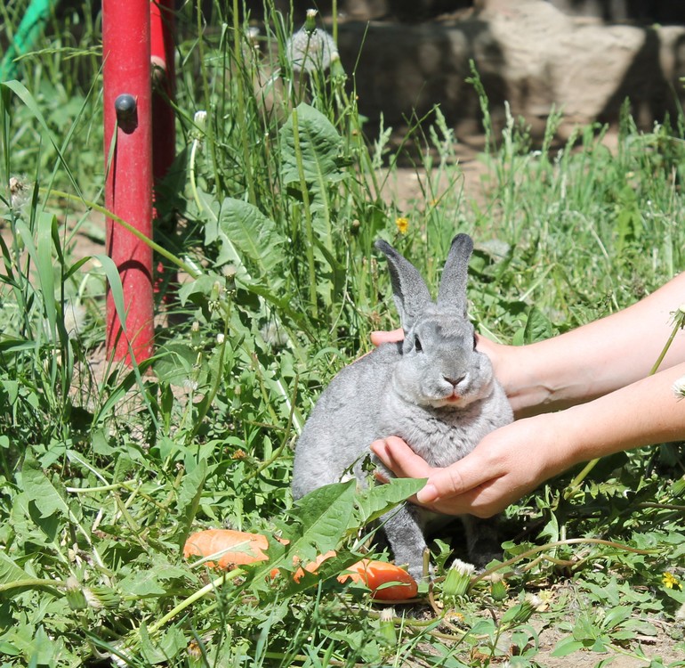 Крольчонок Марсик) 21.05.14г