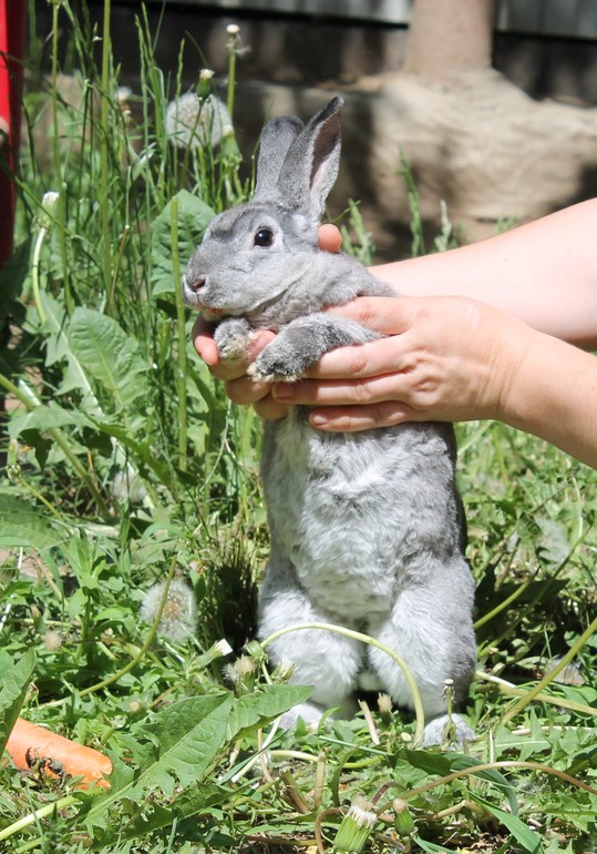 Крольчонок Марсик) 21.05.14г