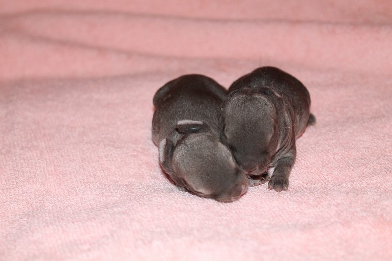 Крольчатам 7 дней=) 12.02.14г