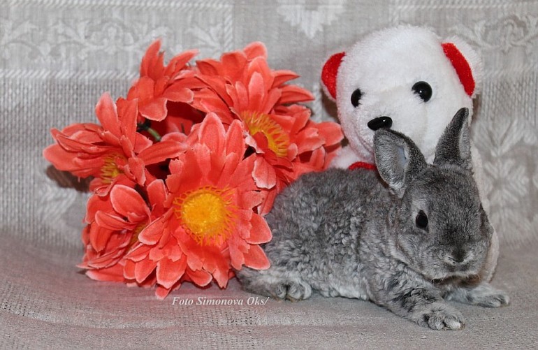 Крольчата подросли.... такие милашки=)11.03.14г