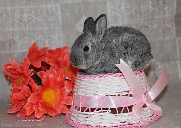 Крольчата подросли.... такие милашки=)11.03.14г