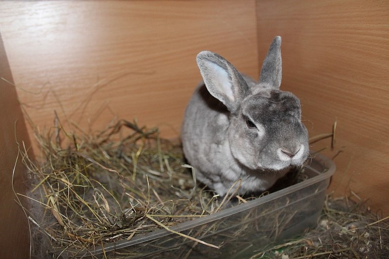 Крольчатам 7 дней=) 12.02.14г