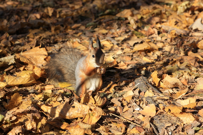 Кусково - это белко-терапия!