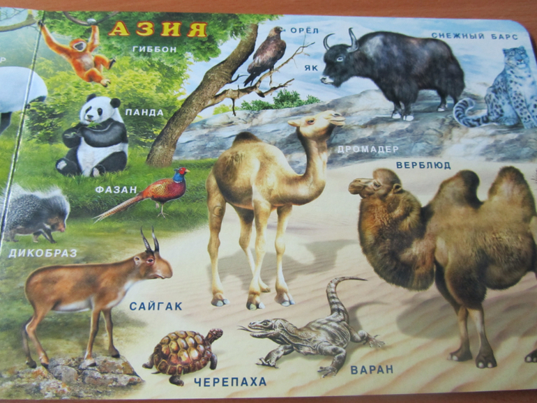 Бюджетные картонки для малышей