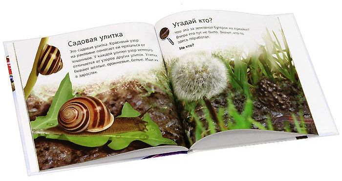Находилка. Насекомые.