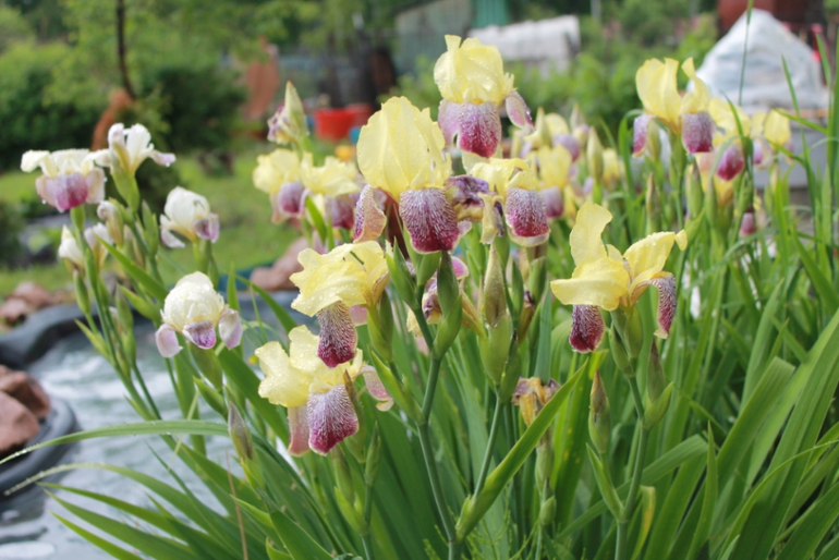 Немного фоток с нашей дачки.