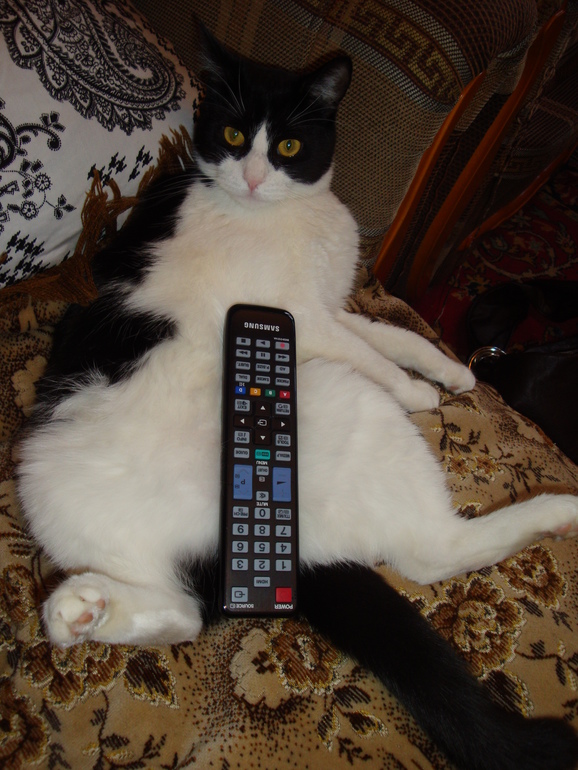 Ищу передержку в Королеве, Мытищах