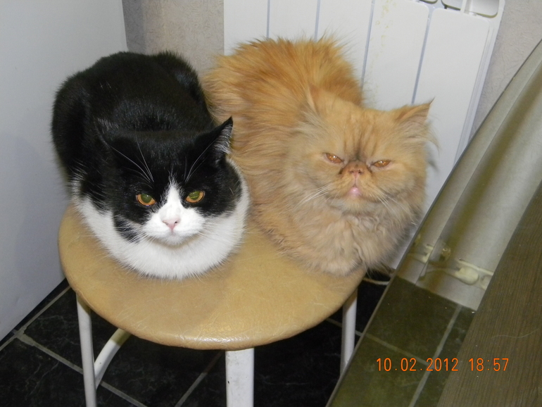 Кошка Сандра