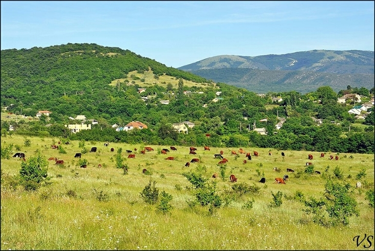 Купить Кур Несушек В Байдарской Долине Крым